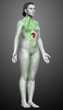3D, tıbbi olarak bir kadın lenf sisteminin doğru bir çizimi.