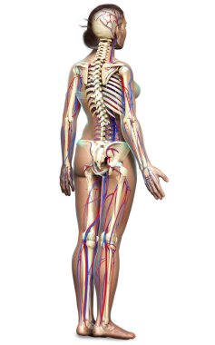 3D, kadın dolaşım ve iskelet sisteminin tıbben doğru çizimi.