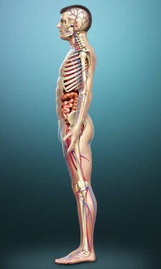 3D, erkek iç organlarının, iskeletinin ve dolaşım sisteminin tıbben doğru bir çizimi.