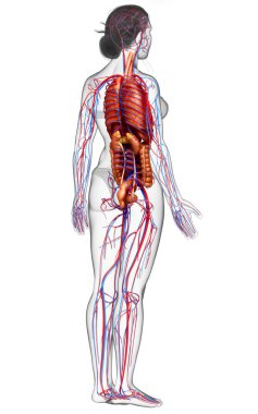 3D, kadın dolaşım sisteminin ve iç organlarının tıbben doğru bir gösterimi.