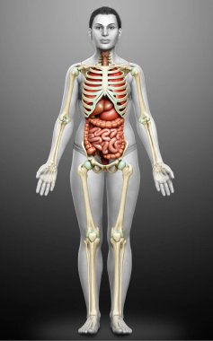 3D, kadın iç organlarının ve iskelet sisteminin tıbben doğru bir gösterimi.