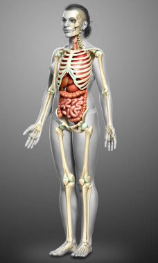 3D, kadın iç organlarının ve iskelet sisteminin tıbben doğru bir gösterimi.