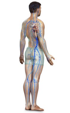 3D, erkek damar anatomisini tıbben doğru gösteriyor.