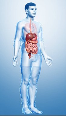 3D, erkek sindirim sisteminin tıbben doğru bir gösterimi.