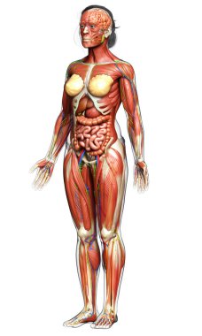 3D, tıbbi olarak kadın anatomisini doğruluyor.