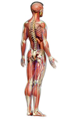 3D, tıbbi olarak erkek anatomisini doğruluyor.