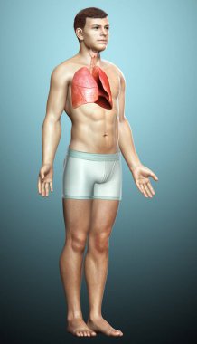 Erkek akciğer anatomisinin 3 boyutlu, tıbben doğru bir örneği.