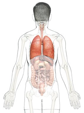 Erkek akciğer anatomisinin 3 boyutlu, tıbben doğru bir örneği.