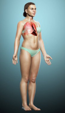 3 boyutlu, tıbbi olarak kadın akciğer anatomisini gösteriyor.