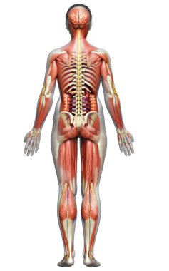 3D, tıbbi olarak kadın anatomisini doğruluyor.