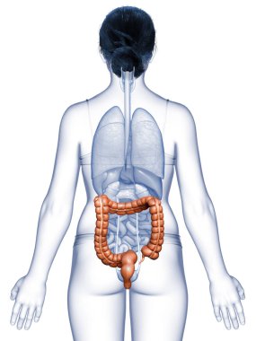 3D, tıbbi olarak kadın kalın bağırsak anatomisini gösteriyor.
