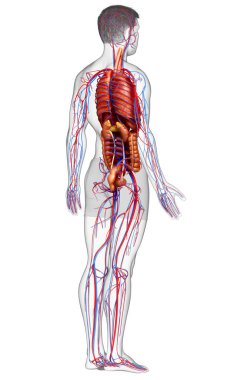 3D, erkek iç organlarının ve dolaşım sisteminin tıbben doğru çizimi.