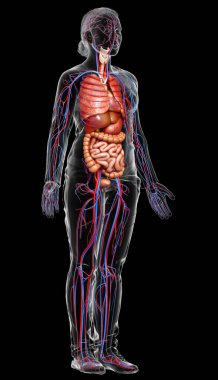 3D, kadın dolaşım sisteminin ve iç organlarının tıbben doğru bir gösterimi.