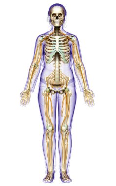3D, bir kadın sinir sisteminin ve iskelet sisteminin tıbbi olarak doğru bir gösterimi.