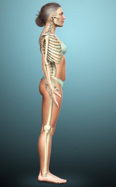 3D üretilmiş, tıbben doğru bir kadın iskelet sistemi çizimi
