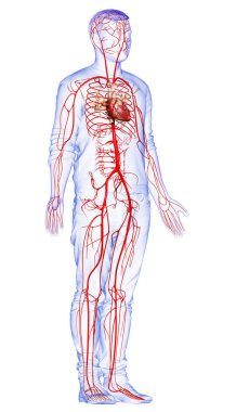 3D, erkek atardamarlarının tıbben doğru çizimi.