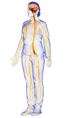 3D, tıbbi olarak bir kadın sinir sisteminin doğru bir örneği.