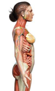 3D, tıbbi olarak kadın anatomisini doğruluyor.
