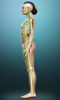 3D, tıbbi olarak bir kadın lenf sisteminin doğru bir çizimi.