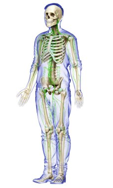 3D, erkek lenf sisteminin tıbben doğru bir çizimi.
