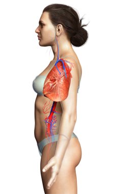 3 boyutlu, tıbbi olarak kadın akciğer anatomisini gösteriyor.