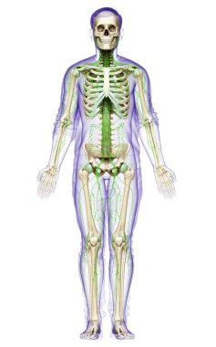 3D, erkek lenf sisteminin tıbben doğru bir çizimi.
