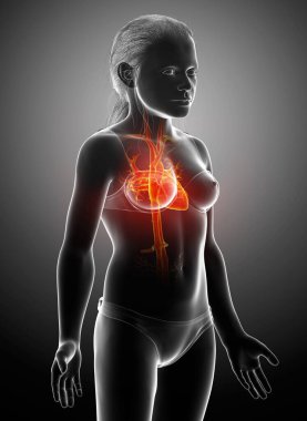 3D, vurgulanmış turuncu kızın kalp anatomisini tıbben doğru gösteriyor.