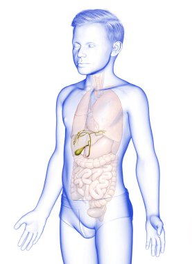 3D, genç bir çocuk olan Organlar Safra kesesi anatomisinin tıbben doğru bir çizimi.