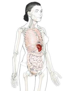 Dişi dalak anatomisine ait 3D, tıbben doğru bir örnekleme.