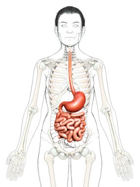 3 boyutlu, tıbben doğru, kadın midesi ve ince bağırsağının bir örneği.
