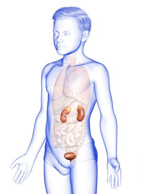 3 boyutlu, tıbbi olarak genç çocuğun böbrek anatomisini gösteriyor.