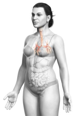 Solunum Sistemi 'nin Gırtlak Soluk borusu Bronşunun 3 boyutlu çizimi.