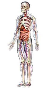 3D, erkek iç organlarının, iskeletinin ve dolaşım sisteminin tıbben doğru bir çizimi.