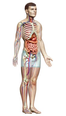 3D, erkek iç organlarının, iskeletinin ve dolaşım sisteminin tıbben doğru bir çizimi.