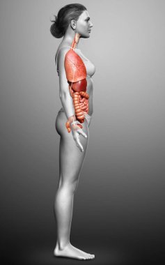 3D tıbbi olarak kadın iç organlarının doğru çizimi 