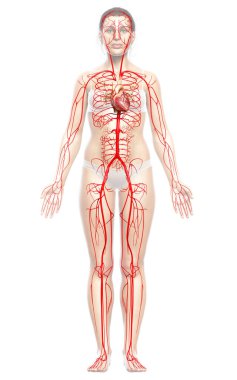 Dişi atardamarların tıbben doğru çizimi 3D