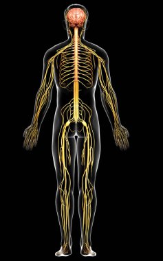 3D, bir erkek sinir sisteminin tıbbi olarak doğru bir gösterimi.