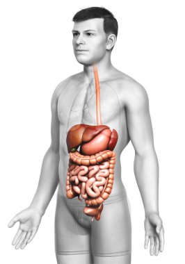 3D, erkek sindirim sisteminin tıbben doğru bir gösterimi.
