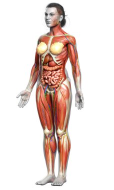 3D, tıbbi olarak kadın anatomisini doğruluyor.