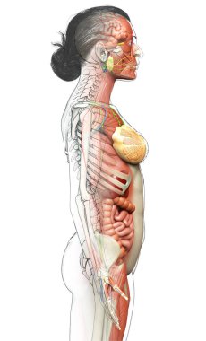 3D, tıbbi olarak kadın anatomisini doğruluyor.