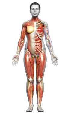 3D, tıbbi olarak kadın anatomisini doğruluyor.