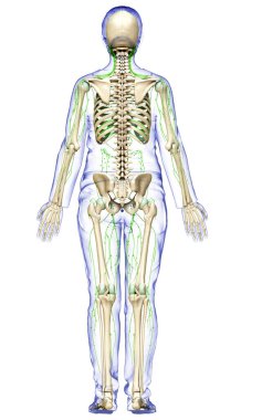 3D, tıbbi olarak bir kadın lenf sisteminin doğru bir çizimi.