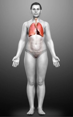 3 boyutlu, tıbbi olarak kadın akciğer anatomisini gösteriyor.