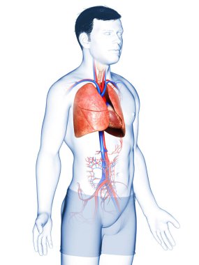 Erkek akciğer anatomisinin 3 boyutlu, tıbben doğru bir örneği.