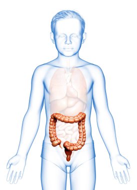 3D üretilmiş, çocuğun kalın bağırsak anatomisinin tıbben doğru bir örneği.