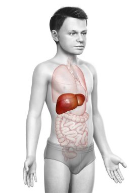 3 boyutlu, tıbben doğru genç bir çocuğun karaciğer anatomisi.