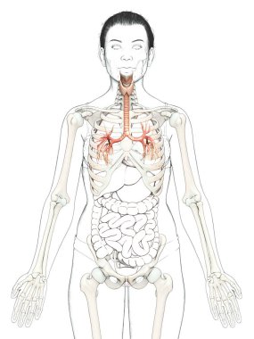 Solunum Sistemi 'nin Gırtlak Soluk borusu Bronşunun 3 boyutlu çizimi.