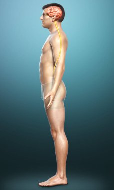 3D, bir erkek beyninin tıbben doğru bir gösterimi.