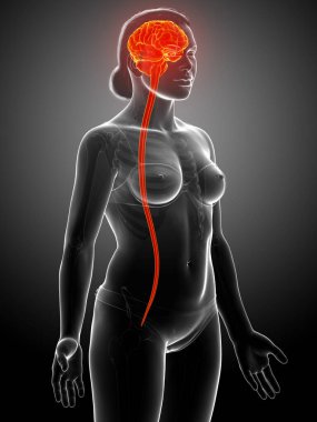 3D, beynin tıbben doğru bir çizimi.