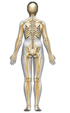 3D, bir kadın sinir sisteminin ve iskelet sisteminin tıbbi olarak doğru bir gösterimi.